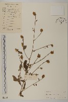 藏品(杓兒菜)的圖片