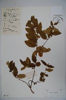 藏品(山銀花)的圖片