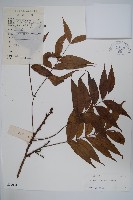 藏品(黃連木、爛心木)的圖片