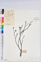 藏品(守城滿山紅、馬禮士杜鵑)的圖片