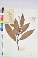 藏品(短尾葉石櫟、綿柯)的圖片