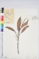 藏品(橿葉柯)的圖片