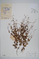 藏品(附地菜)的圖片