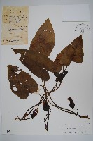 藏品(山慈菇)的圖片