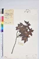 藏品(腺萼馬銀花)的圖片