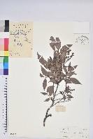 藏品(短尾越橘)的圖片