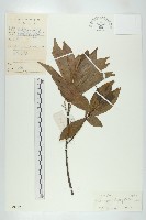 藏品(禿瓣杜英)的圖片