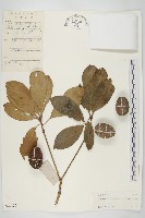 藏品(馬蹄參)的圖片