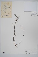 藏品(叉序草)的圖片