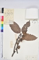 藏品(紅勾栲)的圖片