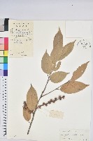 藏品(星刺栲、羅浮錐)的圖片