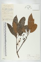 藏品(俄氏虎皮楠、蘭嶼虎皮楠、虎皮楠)的圖片