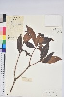 藏品(絲線吊芙蓉)的圖片