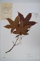 藏品(中華槭)的圖片