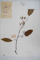 藏品(小花八角楓)的圖片