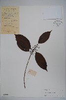 藏品(冬青)的圖片