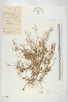 藏品(焊菜)的圖片