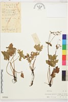 藏品(蕨葉人字果)的圖片