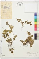 藏品(短萼黃連)的圖片