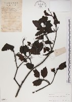 藏品(椆樹桑寄生, 大葉榿寄生)的圖片