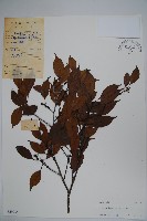 藏品(細枝冬青)的圖片