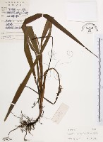 藏品(桔梗蘭)的圖片