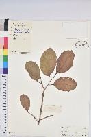 藏品(毛銀柴)的圖片