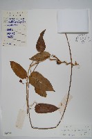 藏品(天星藤)的圖片