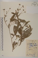 藏品(頭花銀背藤)的圖片