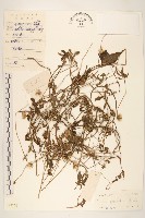 藏品(長柄菊)的圖片