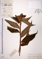 藏品(絹毛鳶尾、閉鞘薑)的圖片