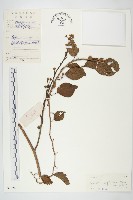 藏品(圓萼牽牛)的圖片