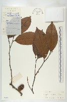 藏品(瓊島柿)的圖片