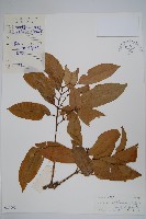 藏品(仔欖樹)的圖片