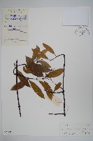 藏品(小錦蘭)的圖片