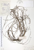 藏品(無根草)的圖片