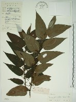 藏品(山黃麻)的圖片