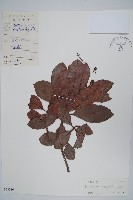 藏品(小菜山檨子)的圖片