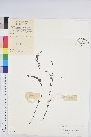 藏品(葉下珠、珠仔草)的圖片