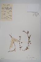 藏品(短柄半邊蓮)的圖片