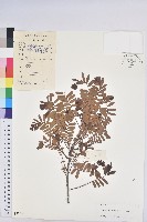 藏品(油柑)的圖片