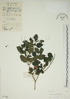 藏品(馬櫻丹)的圖片