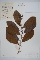 藏品(土壇樹)的圖片