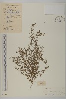 藏品(石胡荽、吐金草)的圖片