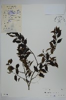 藏品(稜枝冬青)的圖片