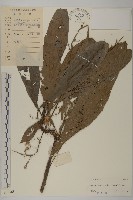 藏品(走馬胎)的圖片