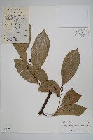 藏品(鷹爪花)的圖片