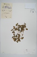 藏品(野莧菜)的圖片