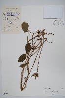 藏品(牛膝)的圖片