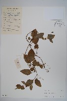 藏品(圓葉山梗菜)的圖片